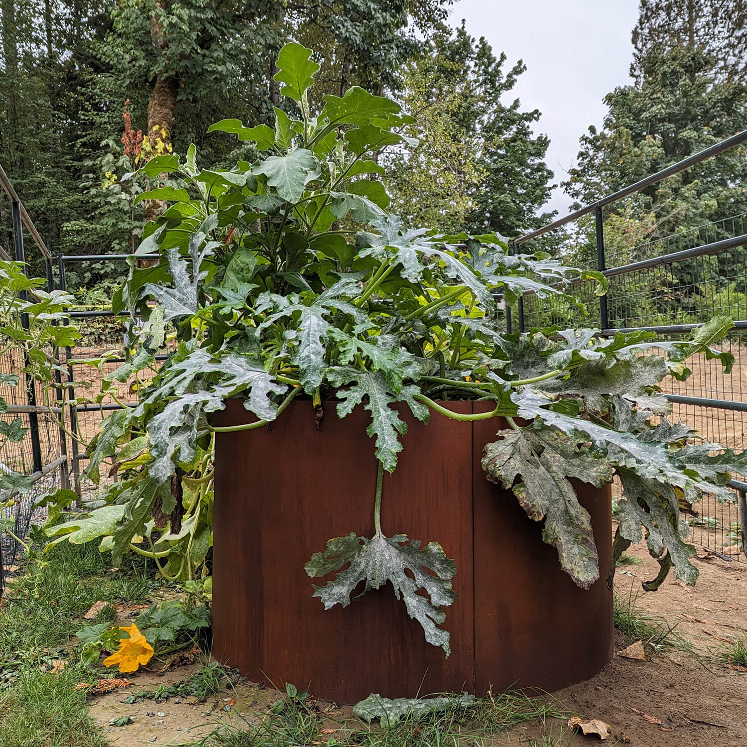 Sculpting Nature: Corten Steel Round Planters in Your Garden Oasis