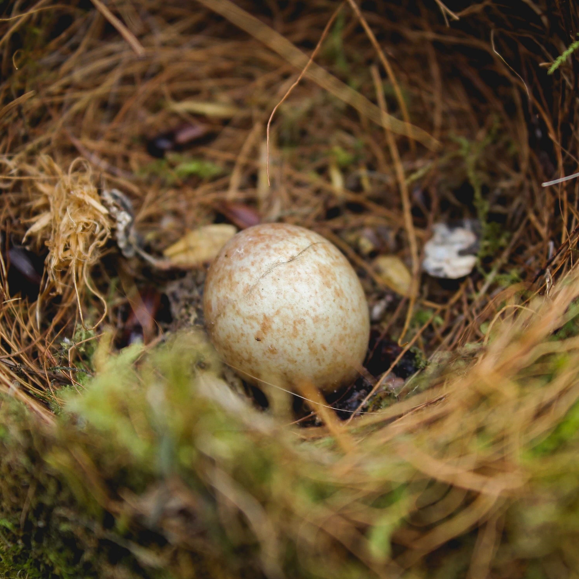 Discovering New Life: The Story of Finding Eggs in Our Door Wreath