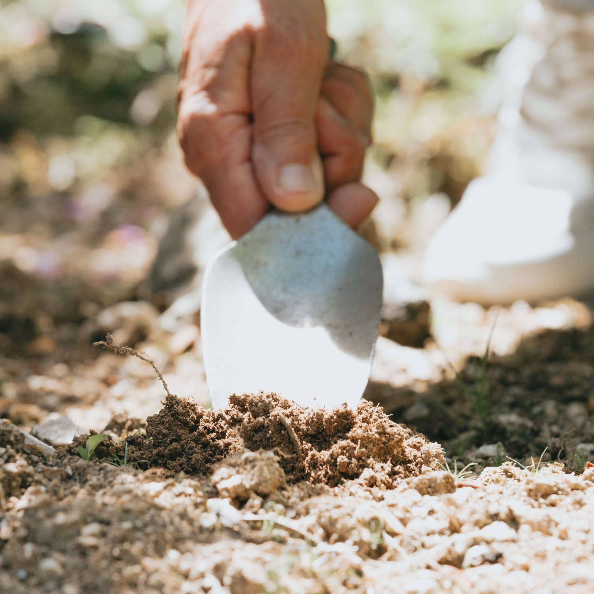 Can You Sow Seeds Directly in Wood Chips? Our Gardening Experiment Reveals All!