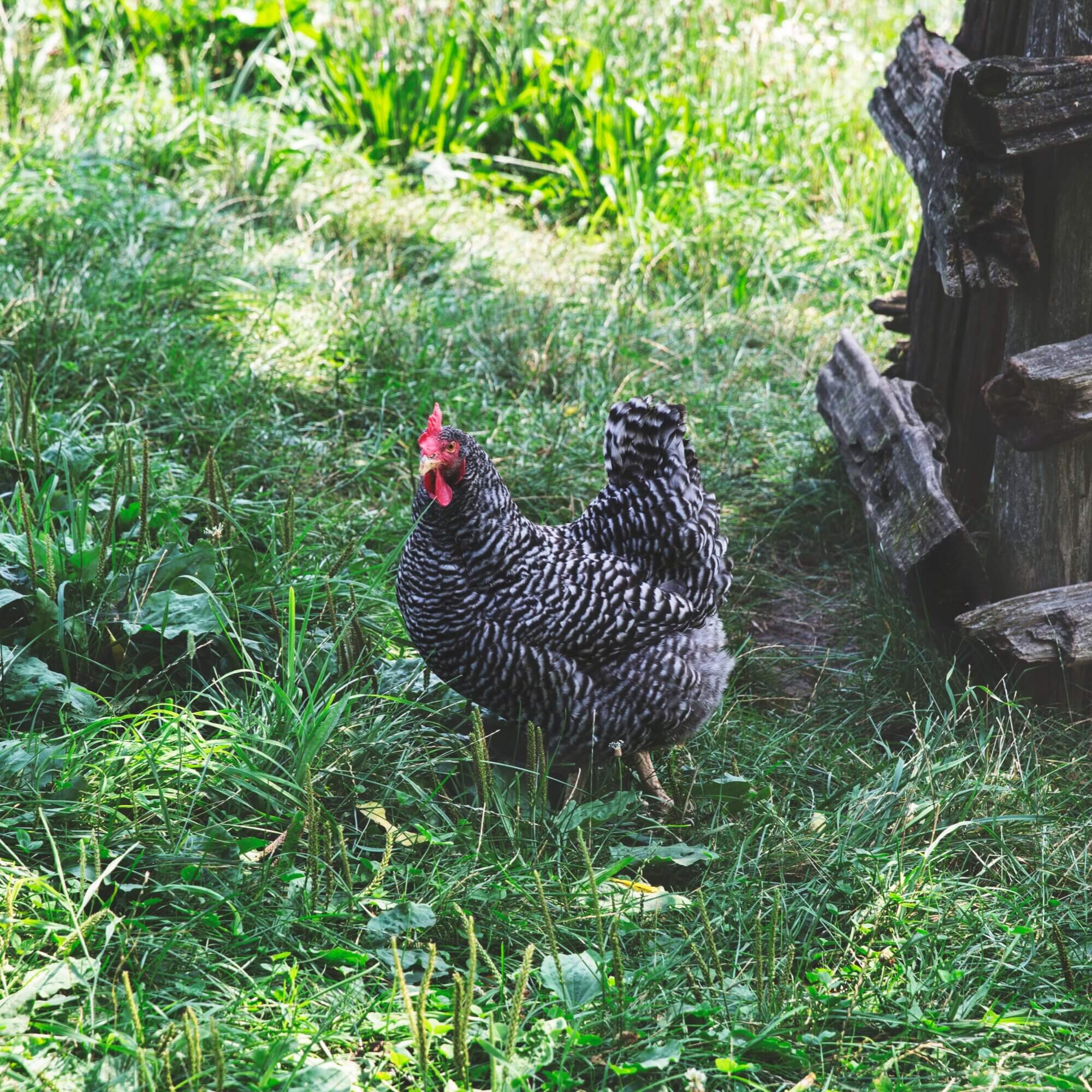 How to Safely Move a 900-Pound Chicken Coop with a Tractor