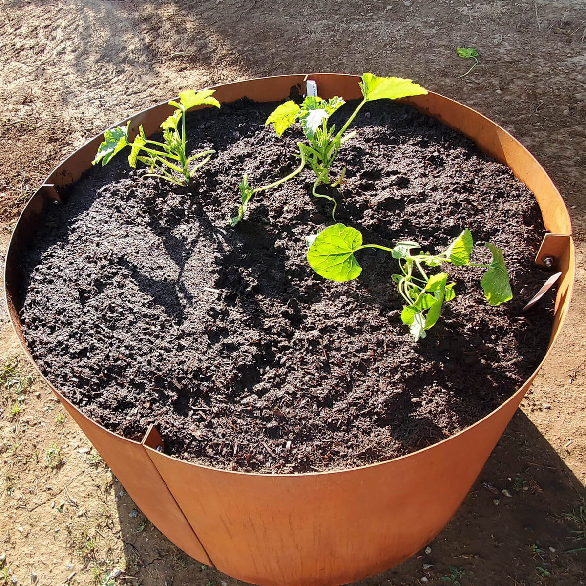 grow vegetables in large corten steel round raised bed